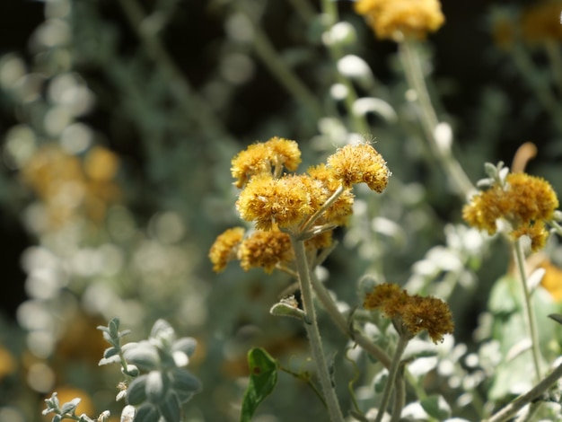 黄色のよもぎの花のクローズ アップ ショット