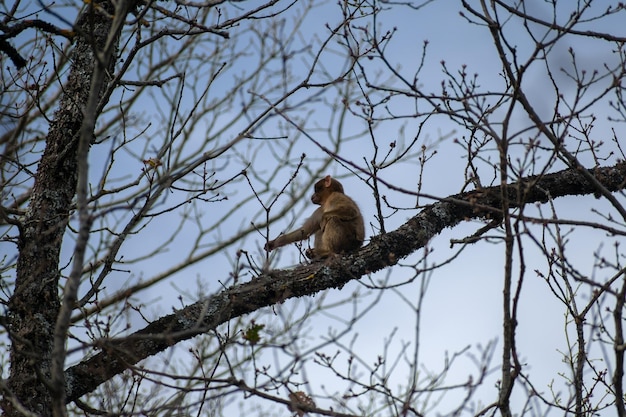 Closeup shot of young Barbary Macaque on a tree