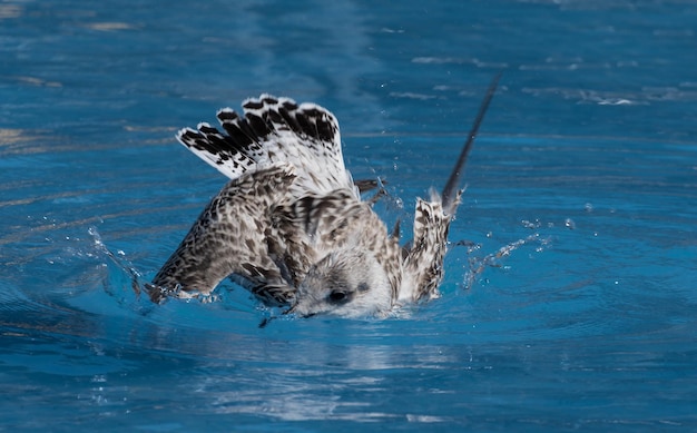 Closeup shot of a young seagull catching food in the water