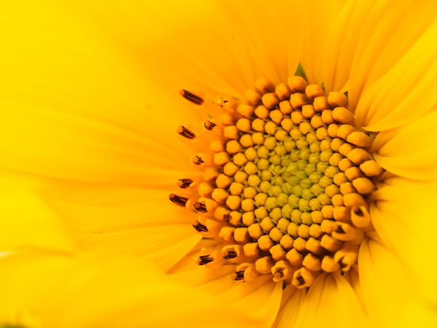 Closeup shot of a young sunflower inflorescence