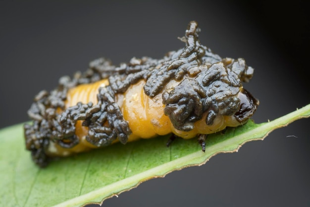 Photo closeup shots of the life cycles of leaf beetle