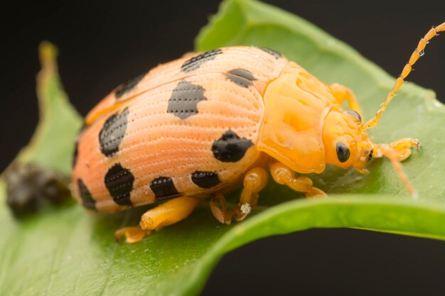 Photo closeup shots of the life cycles of leaf beetle