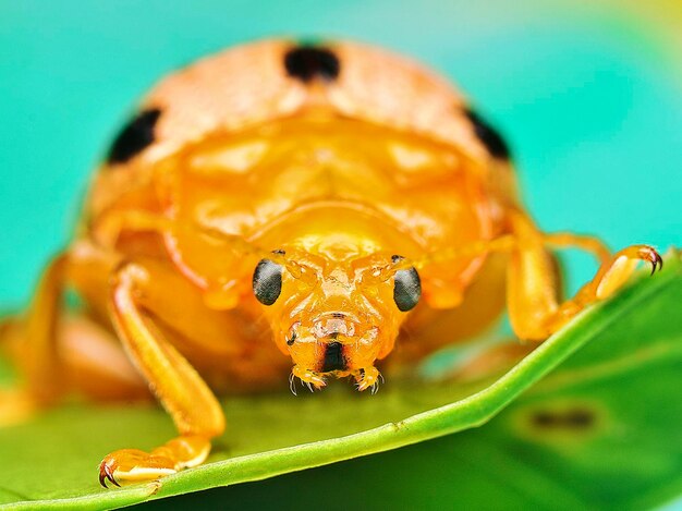 Photo closeup shots of the life cycles of leaf beetle