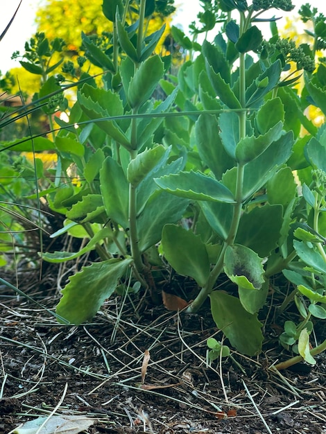 A closeup of shrubbery