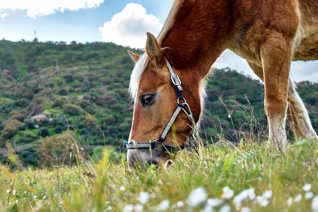 Closeup side view of beautiful brown horse eating grass and hay in meadow brown horse grazing grass in a pasture