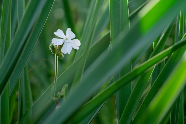 자연 배경에 Silene latifolia 꽃의 근접 촬영