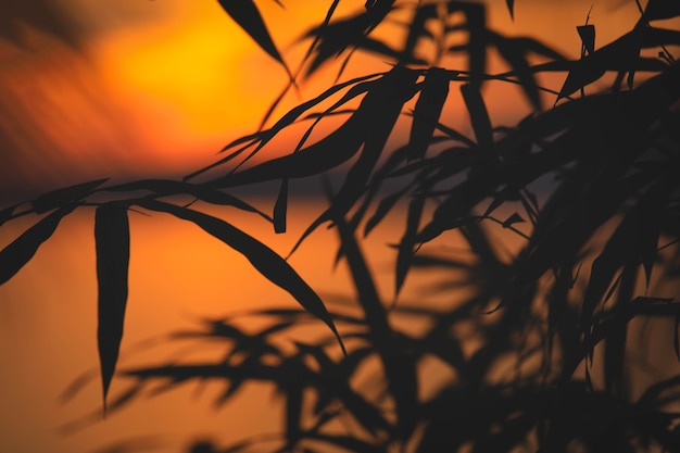 Closeup of silhouette  bamboo leaves with copy space for nature background