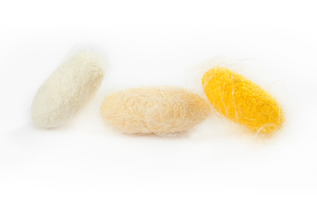 closeup silkworm three yellow cocoon isolated