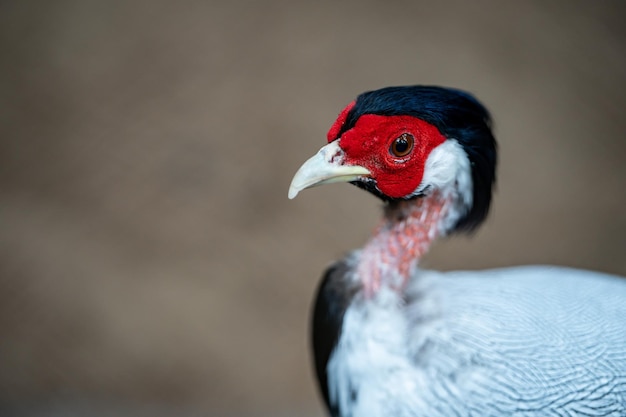 Closeup Silver pheasant tropical bird specie from Asia