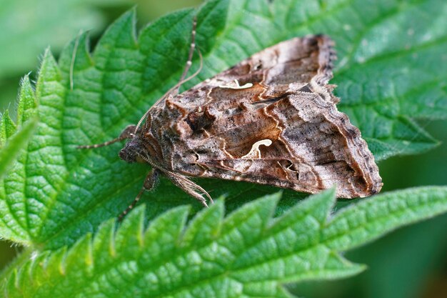 Photo closeup on the silver y moth autographa gamma sitting on a green leaf