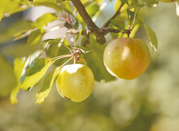 Closeup of a single green apple isolated against a bokeh green background Fruit and leaves hanging on a branch of a tree in an orchard outside Fresh and organic farm for sustainable agriculture