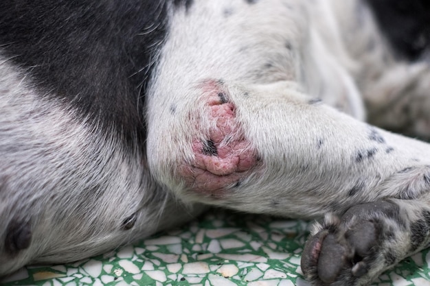 クローズアップ皮膚の老犬の<unk>病