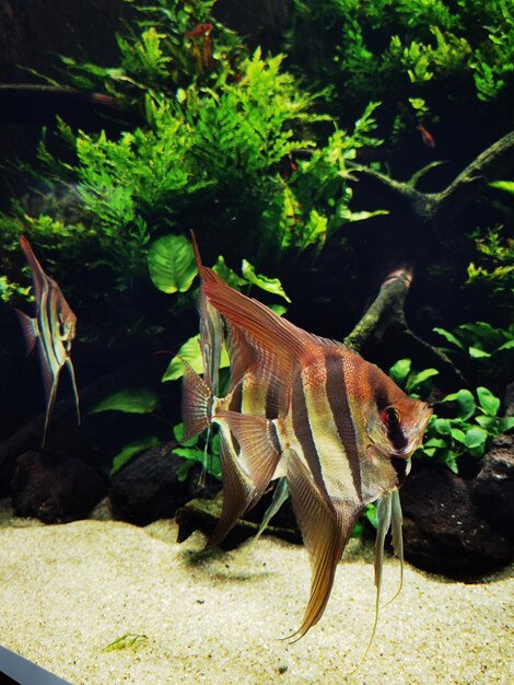 Closeup of small angelfish in aquarium