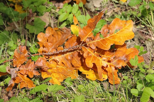 closeup of a small branch of old oak with brown leaves in the grass