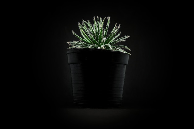 Photo closeup of small cactus in the dark