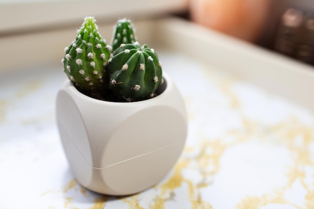 Closeup of small cactus in pot on marble table