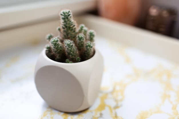 Closeup of small cactus in pot on marble table