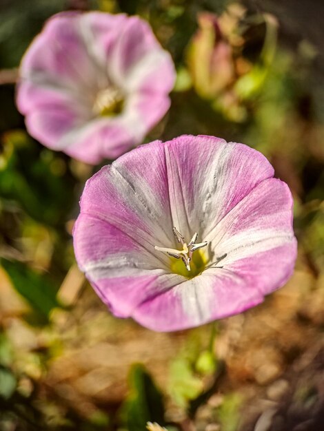 Closeup of a small, flowering plant