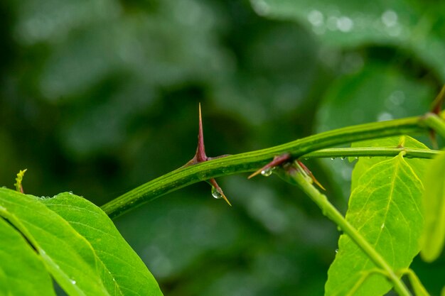 A closeup of small fresh dew water drops on acacia tree thorns Horizontal image with blurred natural background Nature macro photography with copy space