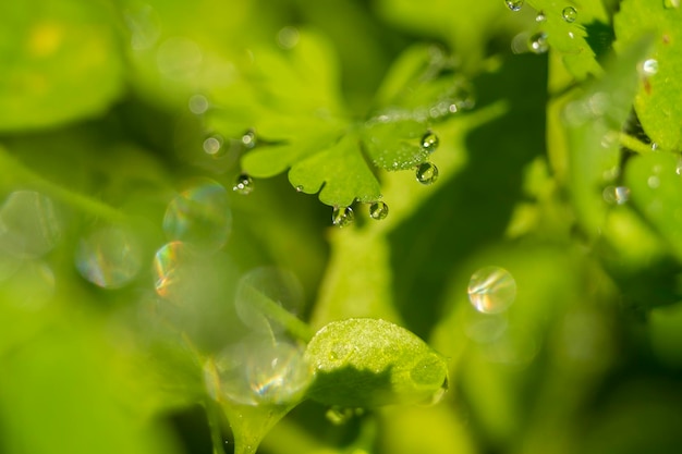 야생 식물의 녹색 잎에 작은 신선한 이슬 물 방울이 닫혀 있습니다. 자연 배경이 흐릿한 가로 이미지 복사 공간이 있는 자연 매크로 사진