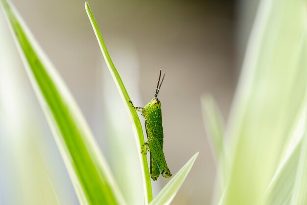 Closeup Small fresh green grasshopper perched on the leaves in the thicket.