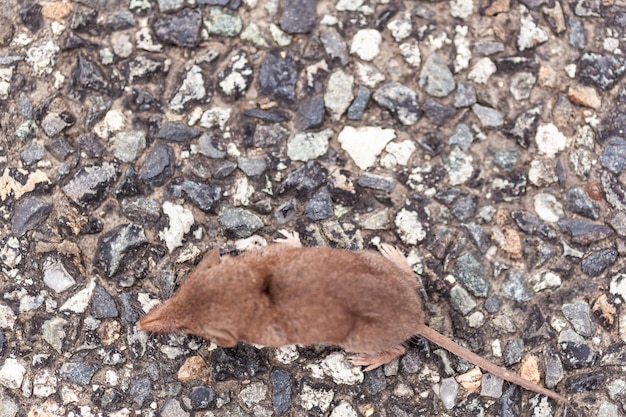 Closeup of small gray shrew in the road