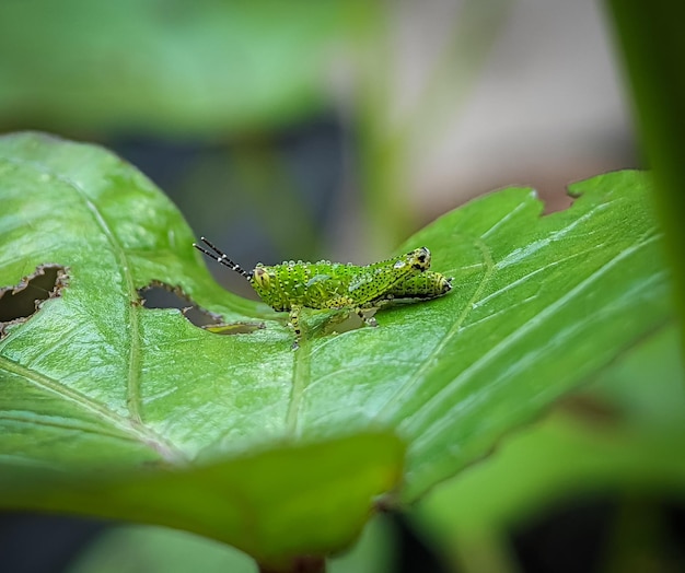 Closeup small green grasshopper on a green leaf with blurry background