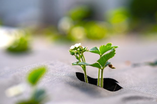 Closeup of small green strawberry plants with white flowers growing outdoors in summer garden.