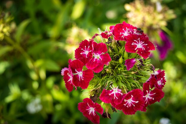 Closeup small pink flower