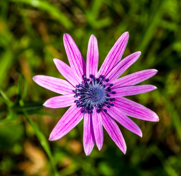 小さなピンクの花のクローズアップ