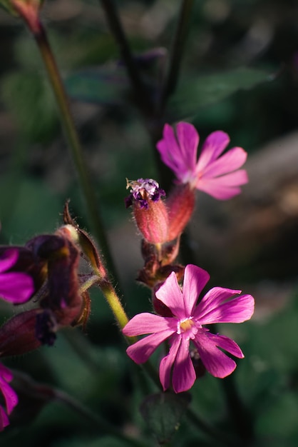 碑文のためのスペースと小さなピンクの花のクローズアップ