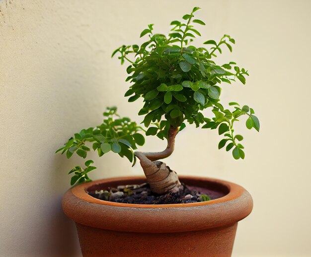 Closeup Of Small Potted Plant Against Wall