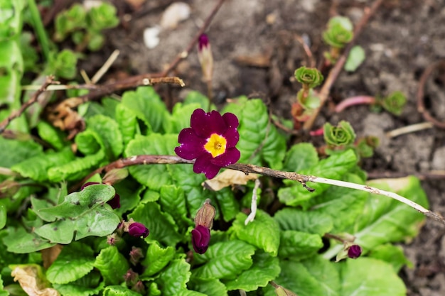 Closeup of small purple flowers and green leaves