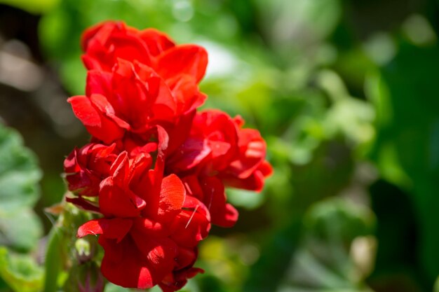 Closeup on small red geranium