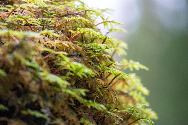 Closeup of small tree leaves with moss and blurred green trees background