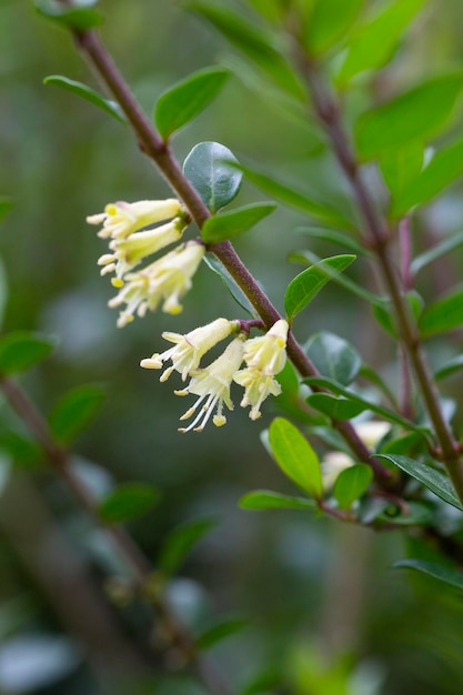 5월에 작은 흰색 인동덩굴 꽃의 근접 촬영 Boxleaved 인동덩굴 가지 라틴어 이름 Lonicera ligustrina var pileata Lonicera pileata