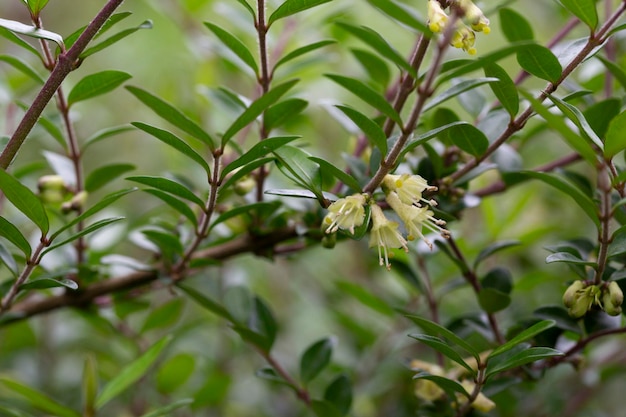 5월에 작은 흰색 인동덩굴 꽃의 근접 촬영 Boxleaved 인동덩굴 가지 라틴어 이름 Lonicera ligustrina var pileata Lonicera pileata
