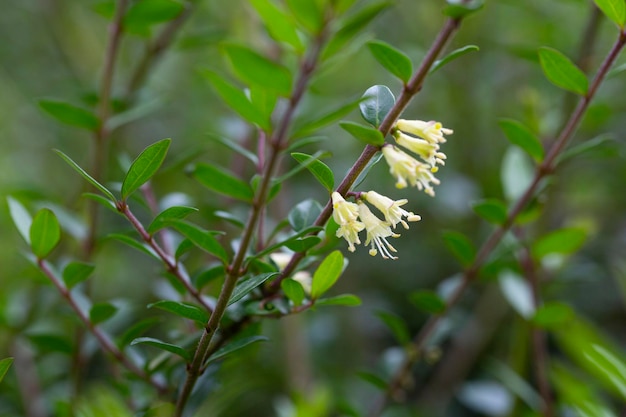 Closeup of small white honeysuckle flowers in May Boxleaved honeysuckle branch Latin name Lonicera ligustrina var pileata Lonicera pileata