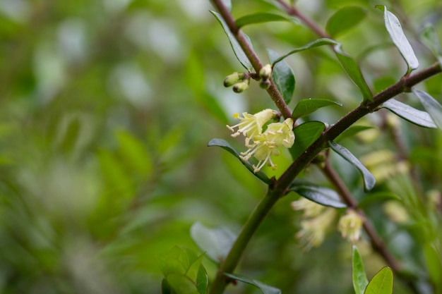 5월에 작은 흰색 인동덩굴 꽃의 근접 촬영 Boxleaved 인동덩굴 가지 라틴어 이름 Lonicera ligustrina var pileata Lonicera pileata