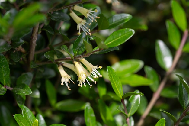 Photo closeup of small white honeysuckle flowers in may boxleaved honeysuckle branch latin name lonicera