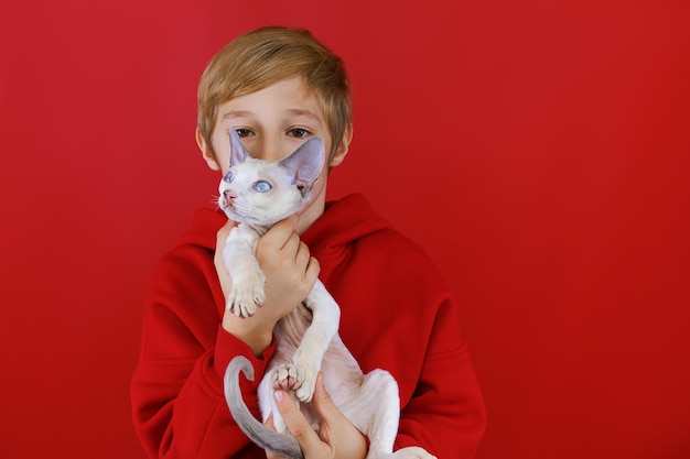 Closeup of a small white kitten with blue eyes which is held by a boy on a red background