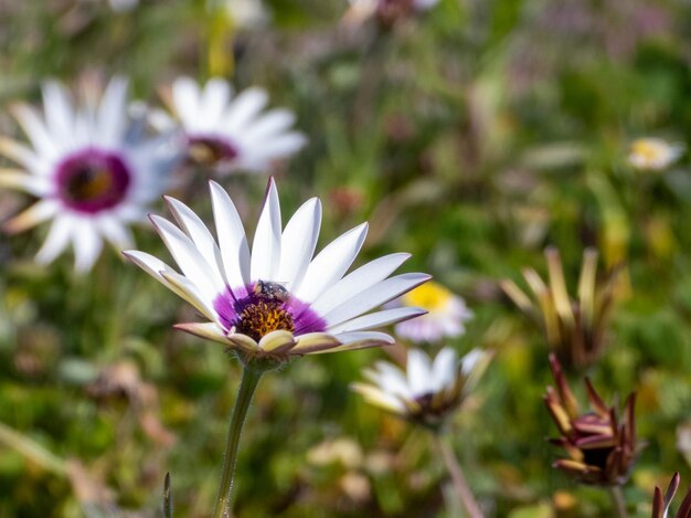 Closeup of small white and purple flowers in the garden