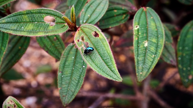 Photo closeup of a small wild animal perched on a leaf