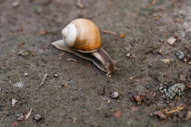 Closeup of a snail crawling on the ground