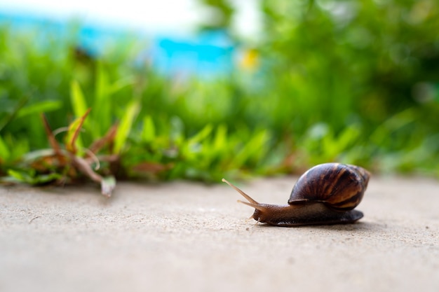 Closeup snail in garden 