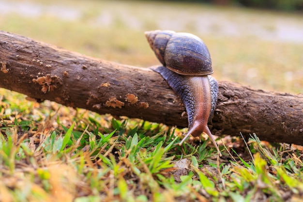 Крупный план улитки Helix pomatia или бордовых моллюсков в природе беспозвоночных животных концепции