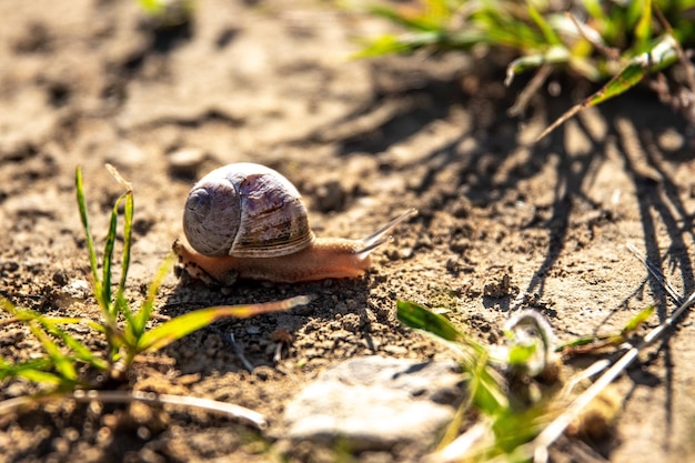 Foto un primo piano di una lumaca sul suolo