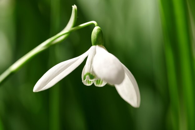 Closeup of a snowdrop flower on a nature green background with copy space Common white flowering plant or Galanthus Nivalis growing with pretty petals leaves and stem blooming during spring season