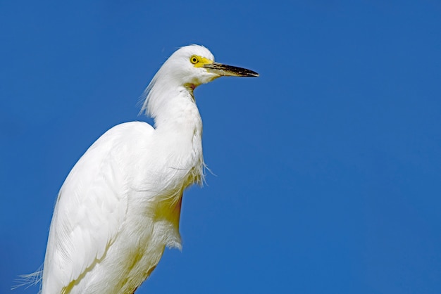 Closeup of snowy egret over blue sky