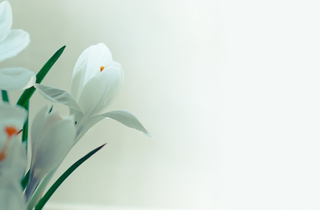 사진 근접 촬영 부드러운 초점 흰색 크로커스 꽃 흰색 배경에 꽃